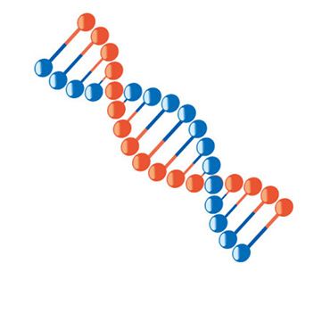 DNA polyploidization