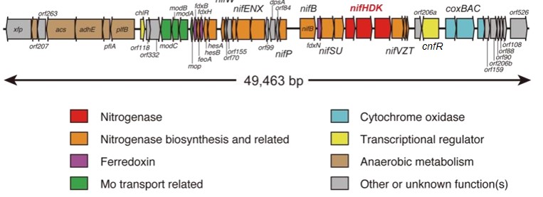 Identification of a core gene set of nitrogenase in oxygenic photosynthesis cell